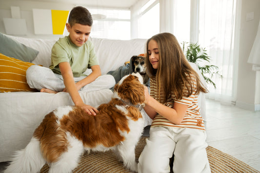 How Playtime Impacts Your Pet's Health and Happiness