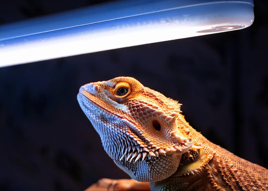 Essential Guide to Reptile UVB Lighting: Benefits and Best Practices